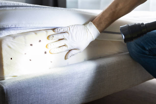 Best Affordable Pest Control Services  in Auburn Lake Trails, CA