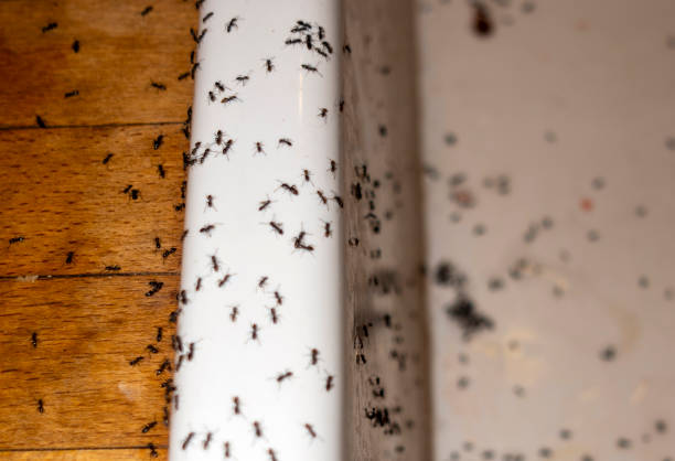Best Local Pest Control Services  in Auburn Lake Trails, CA