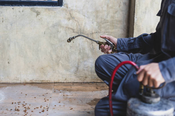 Best Wasp Removal Services  in Auburn Lake Trails, CA